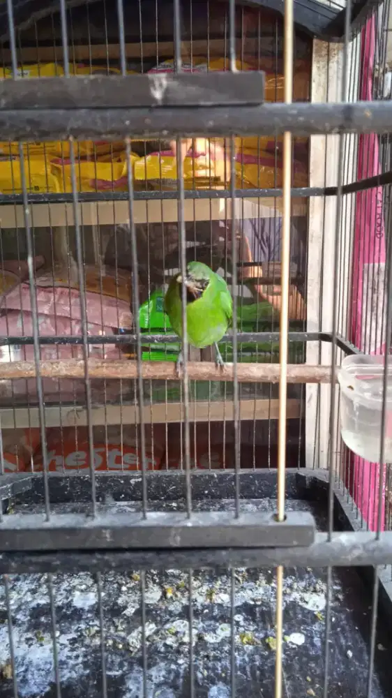 Burung jalak daun jantan
