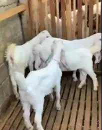 4 ekor bakalan kambing etawa senduro 5-6 bln 1 jantan 3 betina manteb