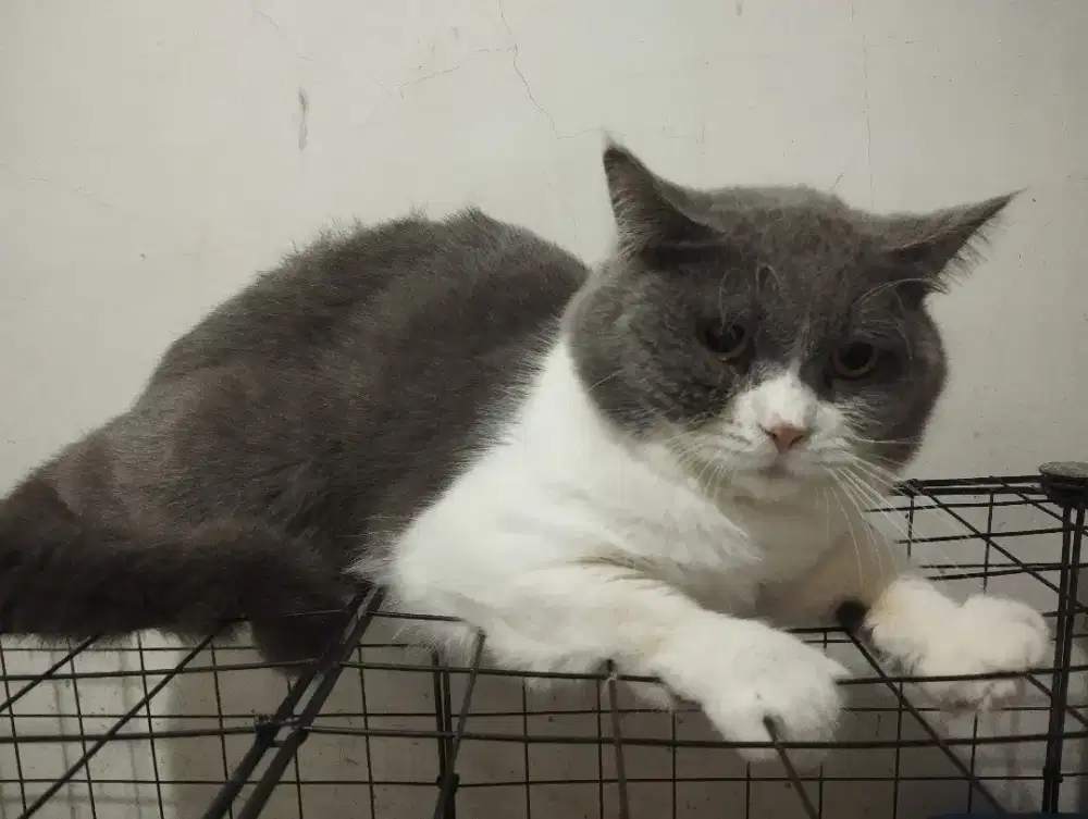 Borongan indukan 3 kucing British Shorthair 1 Jantan 2 Betina