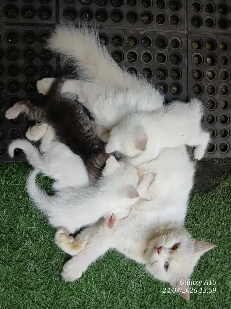 Lepas Adops 4 Anak kucing (kitten) Persia Himalaya