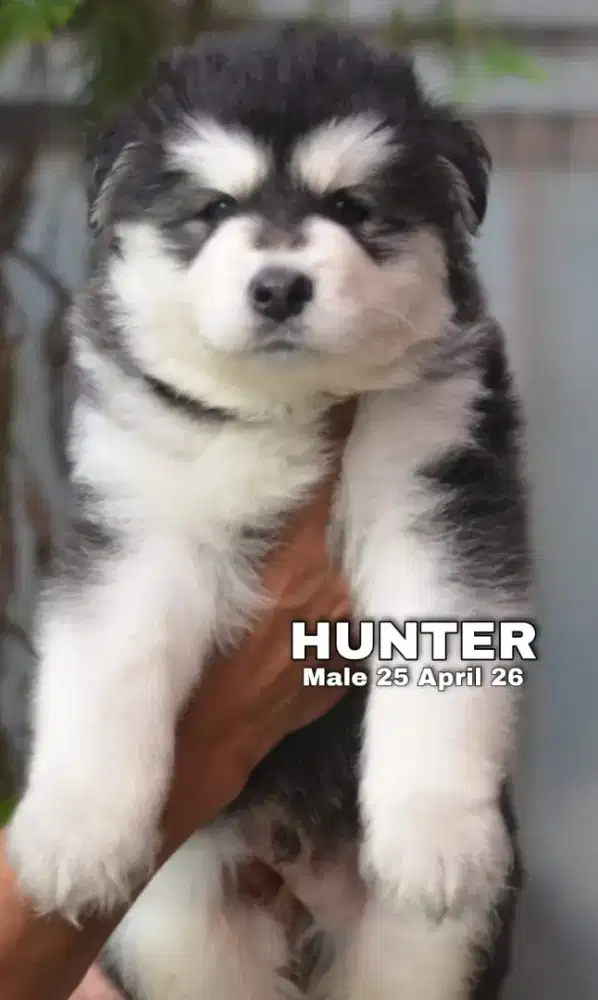 Siberian husky abu jantan •HUNTER•