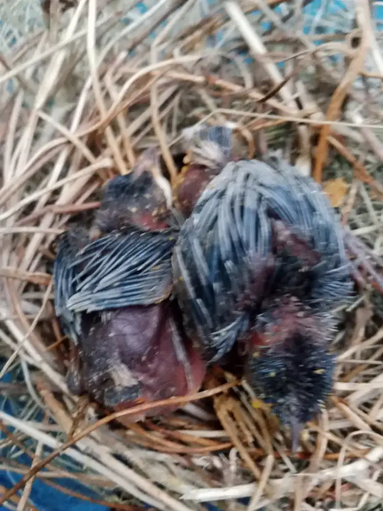 Jual anakan burung kutilang lolohan