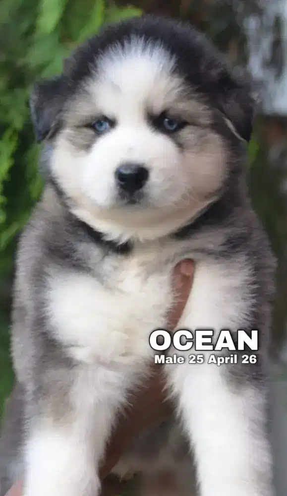 Siberian husky abu jantan •OCEAN•