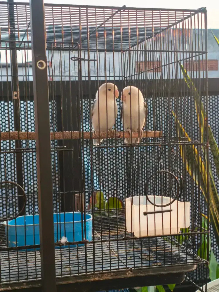 Lovebird Biola Euwing Gold & Mouve