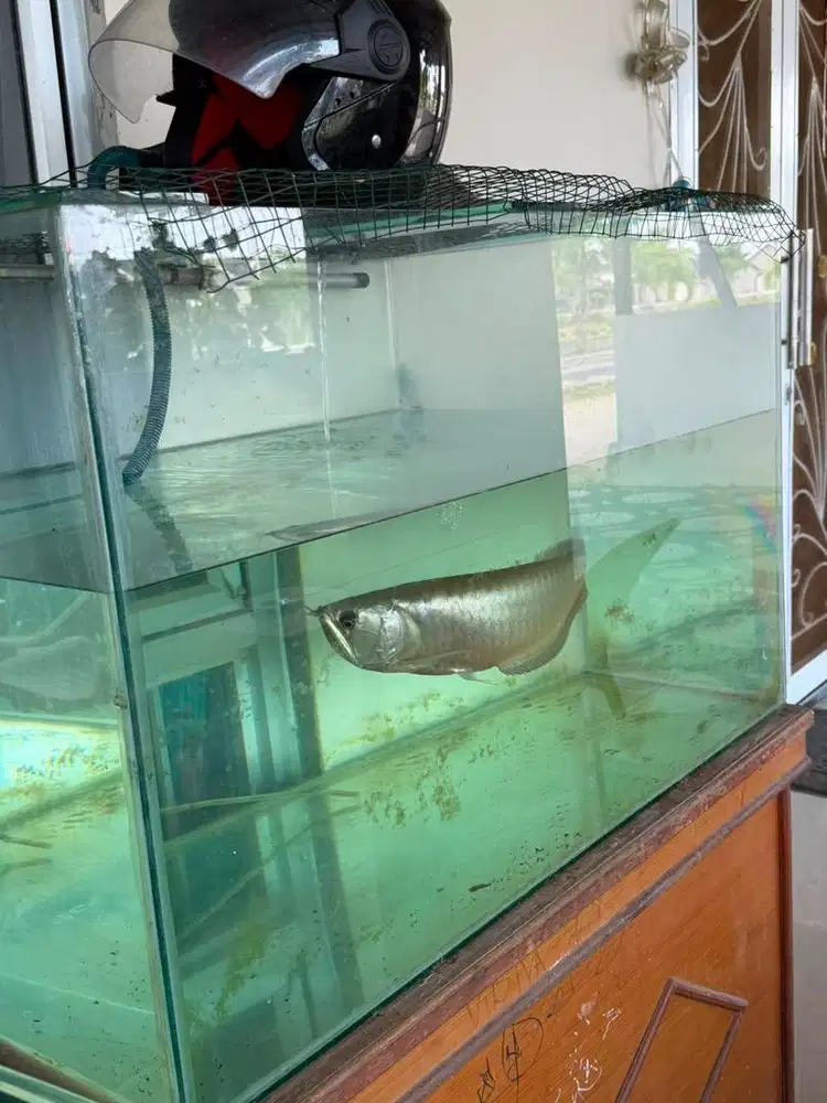 Ikan Arwana Silver