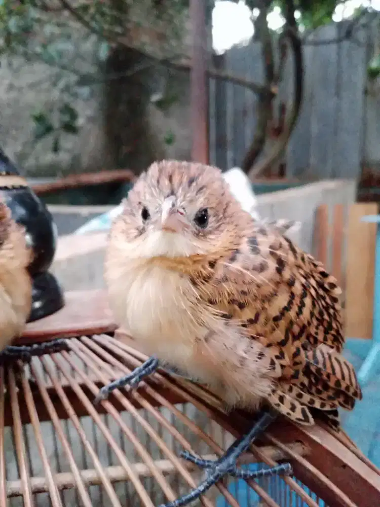 Jual anakan burung butbut