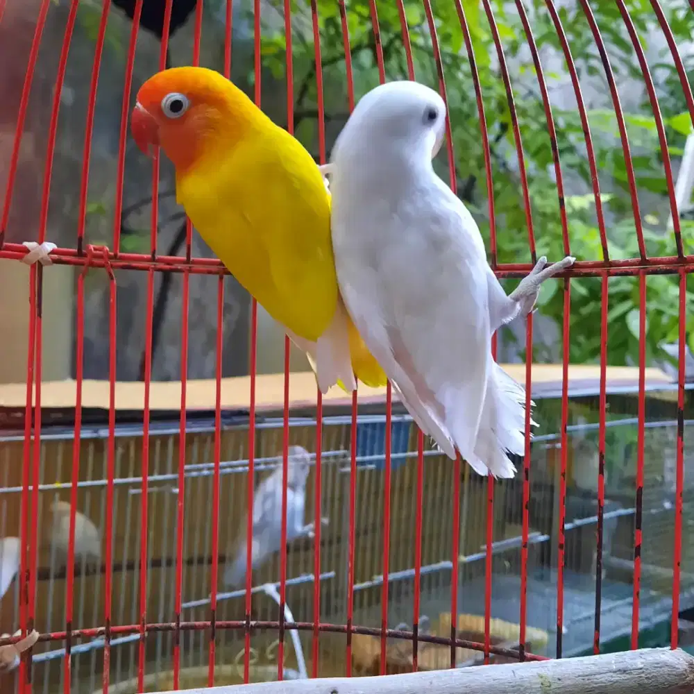 Lovebird jodohan lutino dan pastel putih