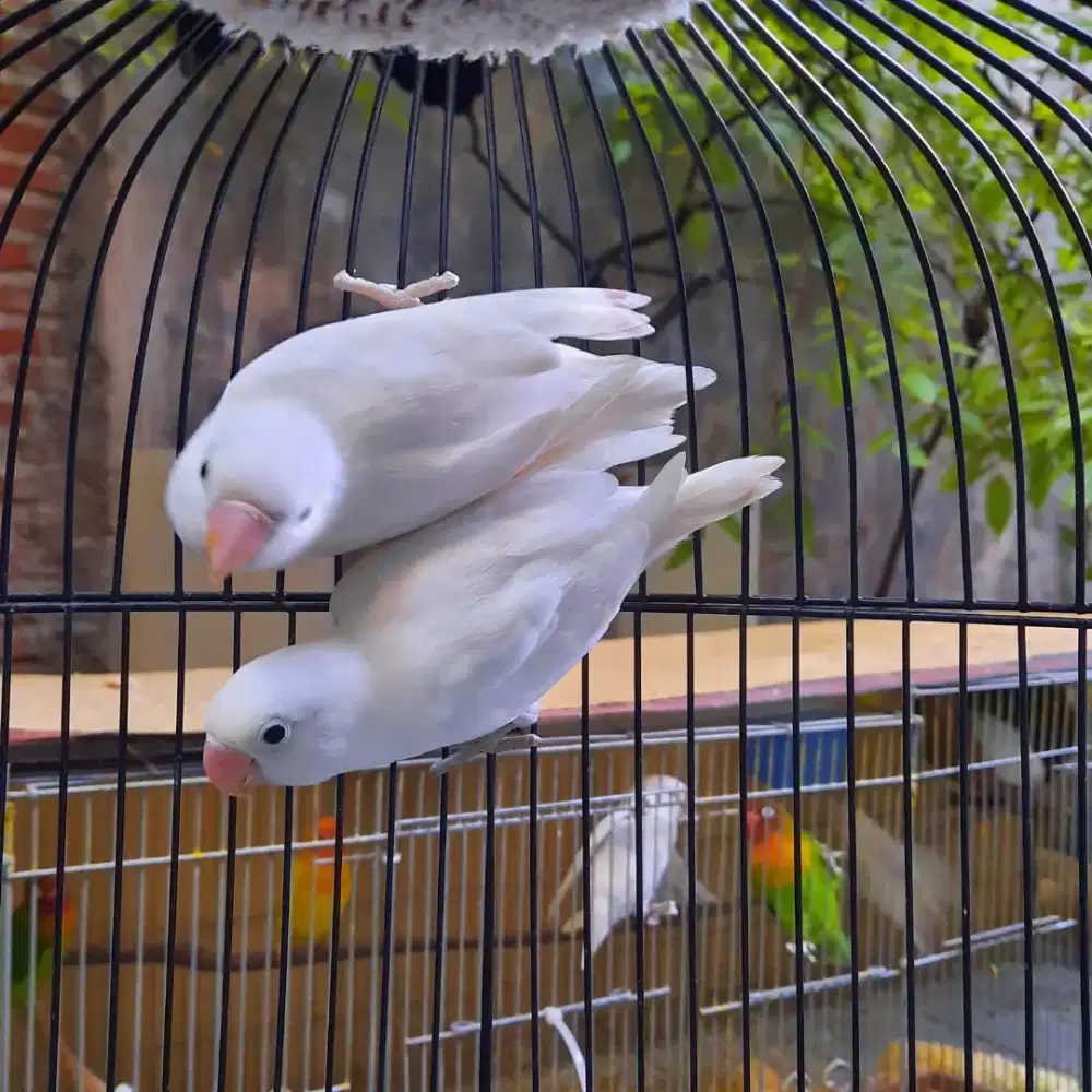Sepasang lovebird albino