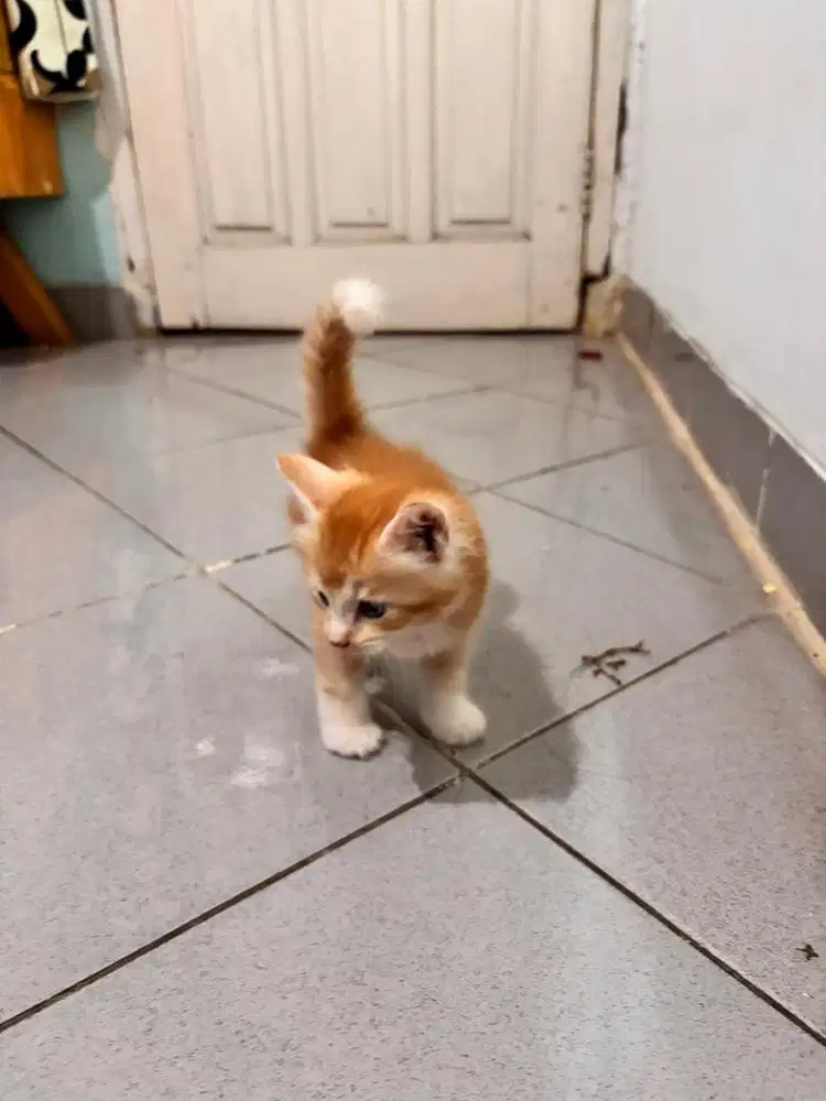Adopsi kucing persia