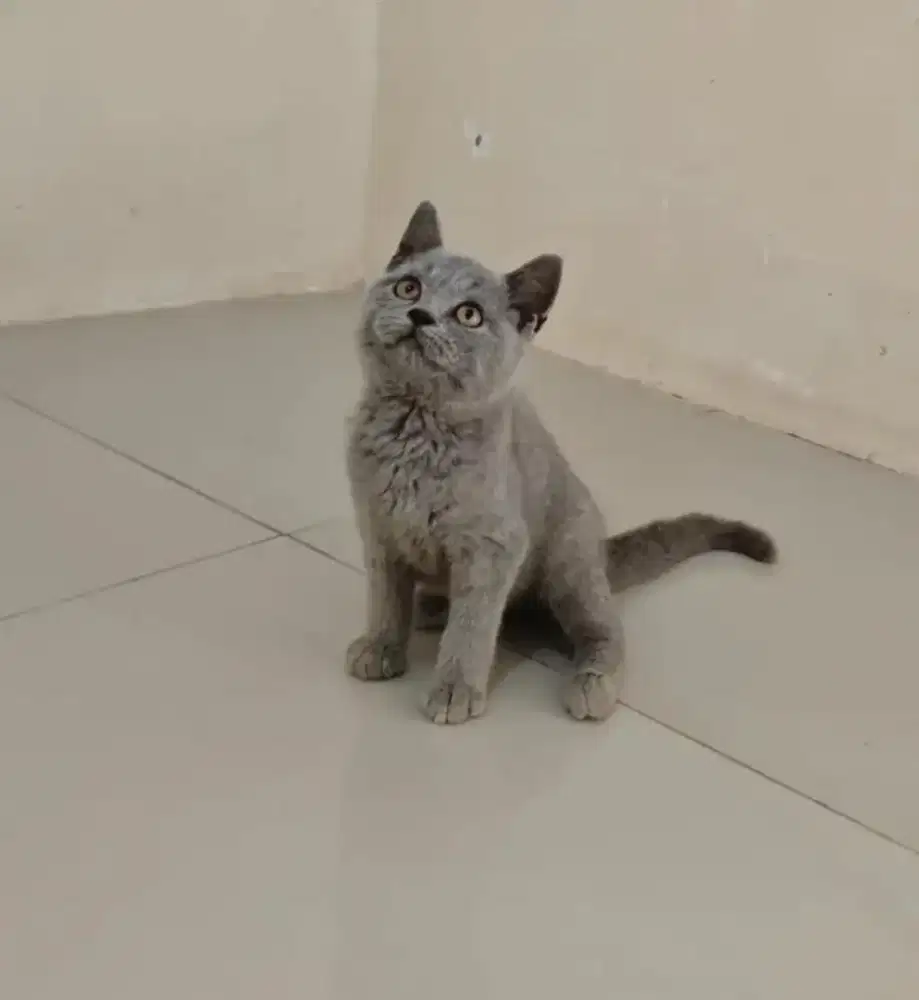 KUCING BRITISH SHORT HAIR BSH JANTAN
