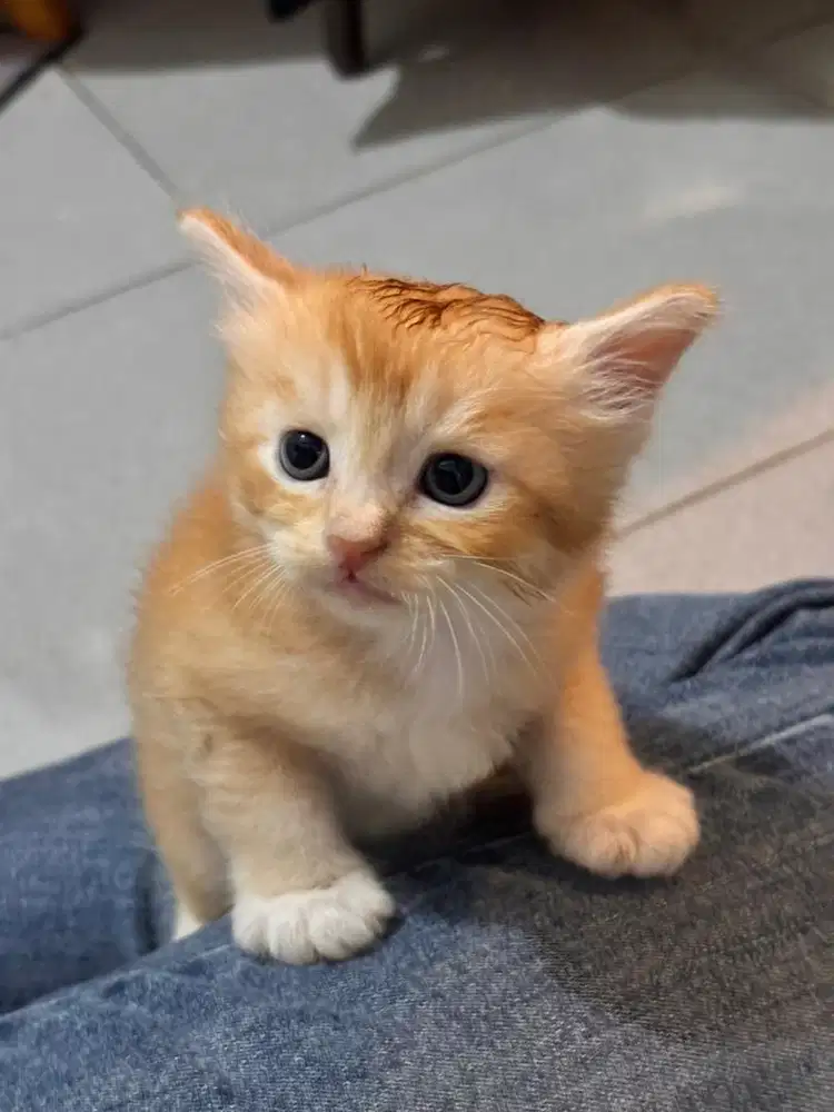 Adopsi kucing persia