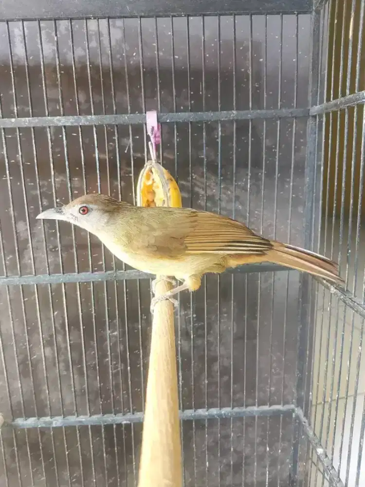kapas tembak mulus rawatan lama