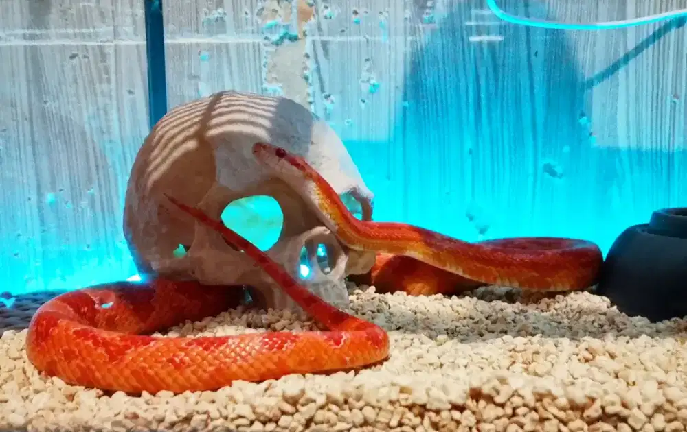 Cornsnake Amelanistyc