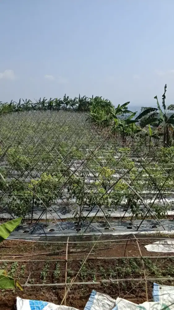 Di jual tanah luas 5hktr bisa ambil 1hktar