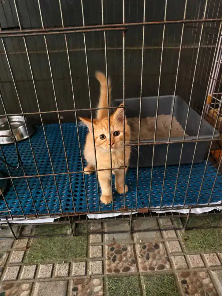 Kucing persia betina