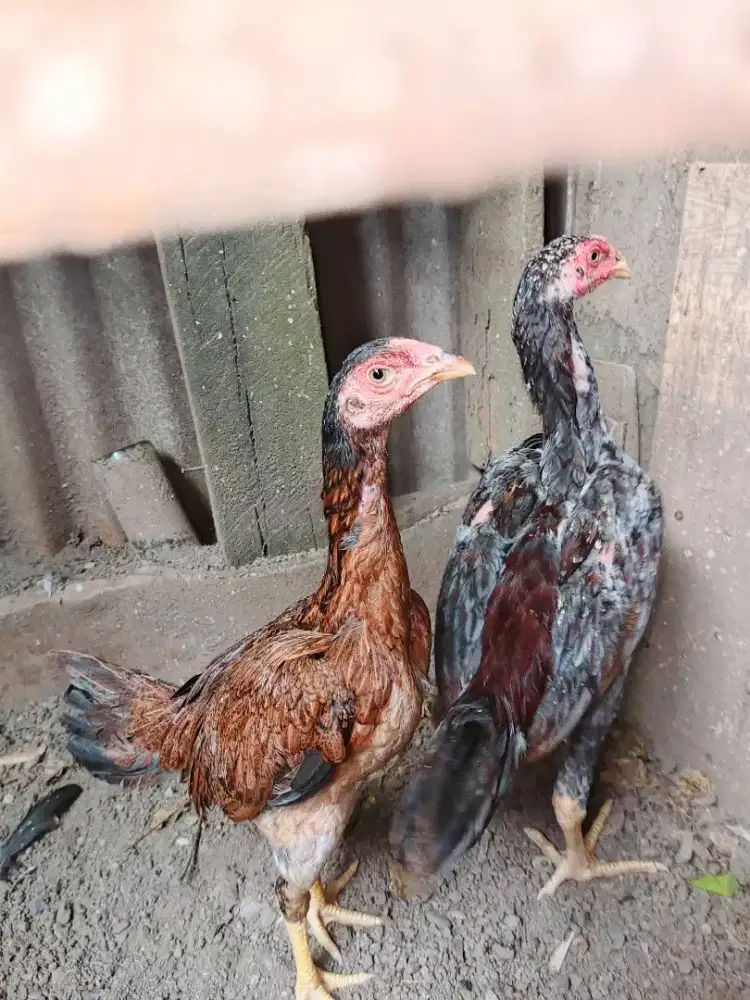 Jual sepasang anak ayam Bangkok