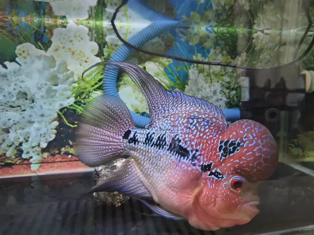Ikan Louhan Dahsyat, Mewah, Sehat.