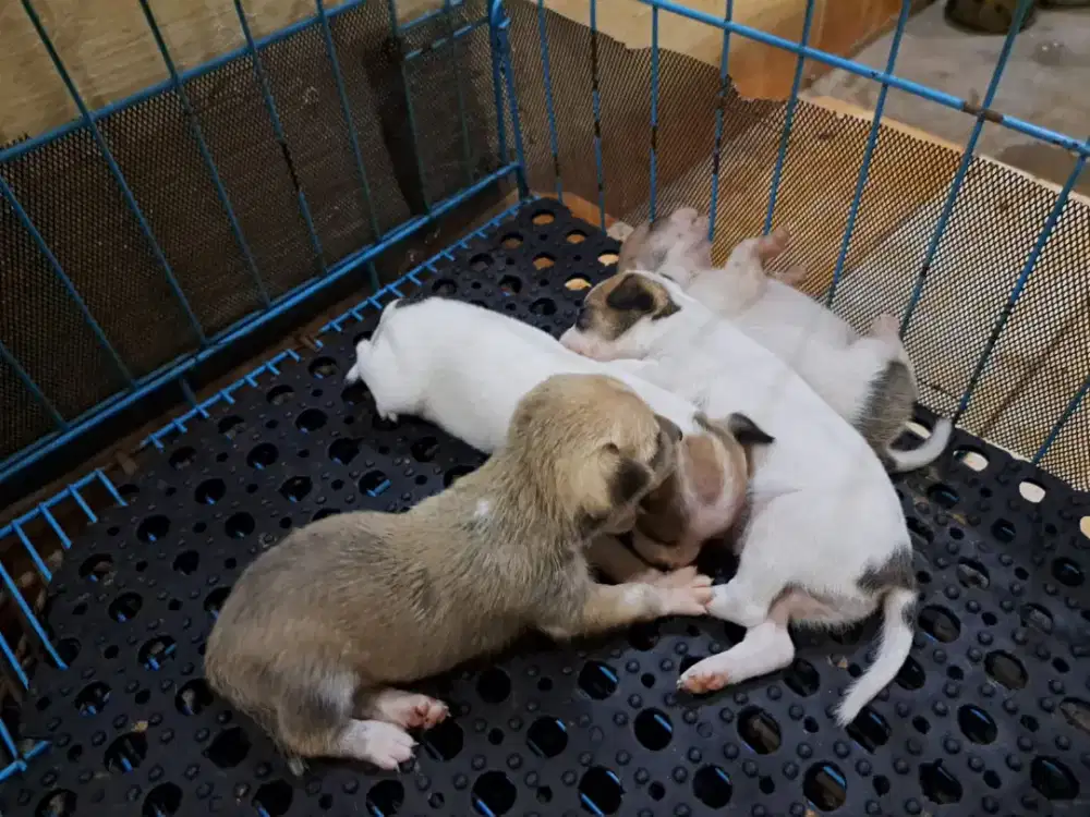 Anakan Chihuahua pure