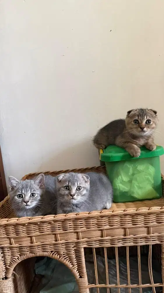 KITTEN BSH & Scottish