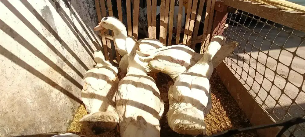 Jual Anak Mentok Umur 66 Hari – 5 Ekor (4 Betina, 1 Jantan)