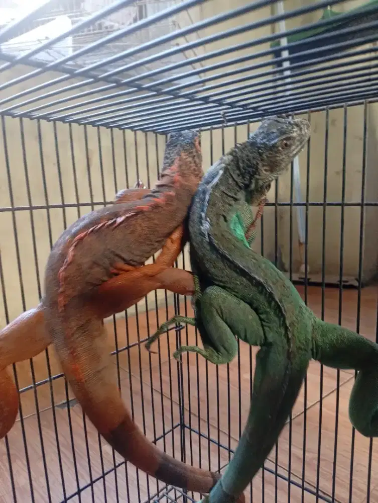 Iguana Blue dan Red