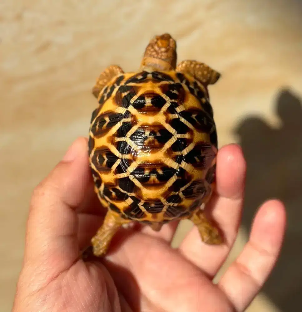 kura darat Indian star size 5,5cm