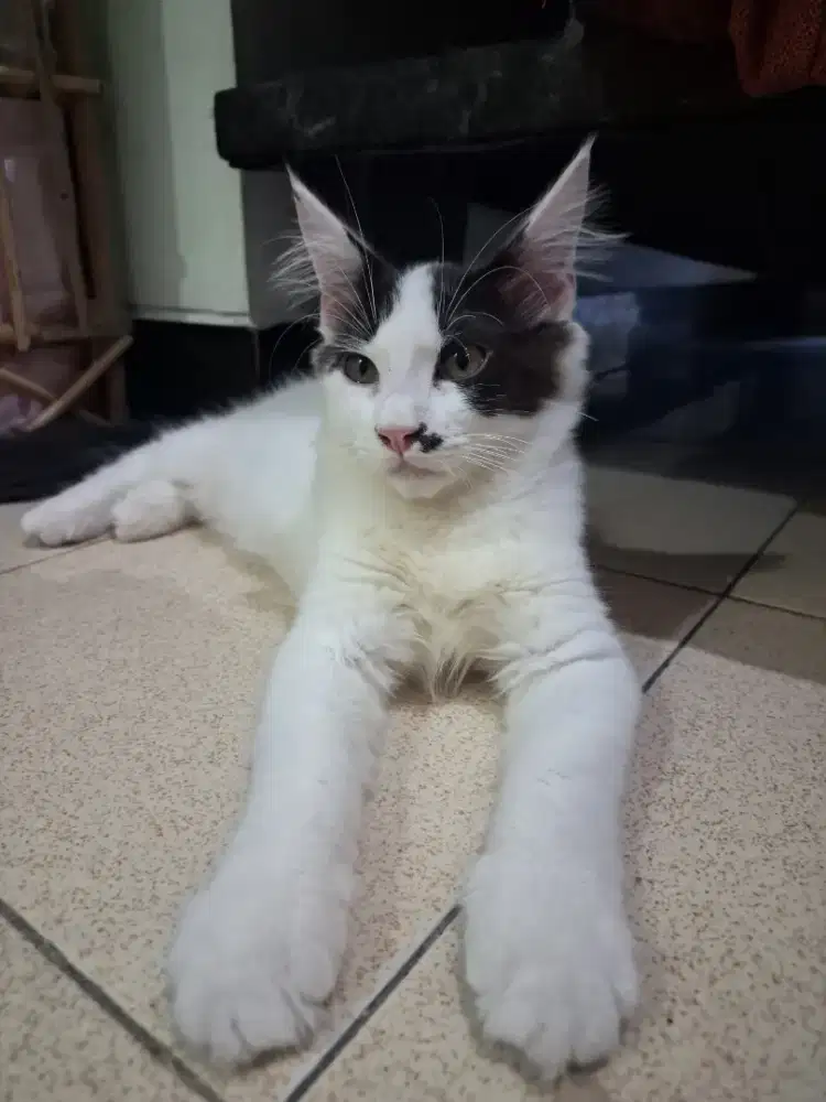 Kucing Kitten Mainecoon Boy