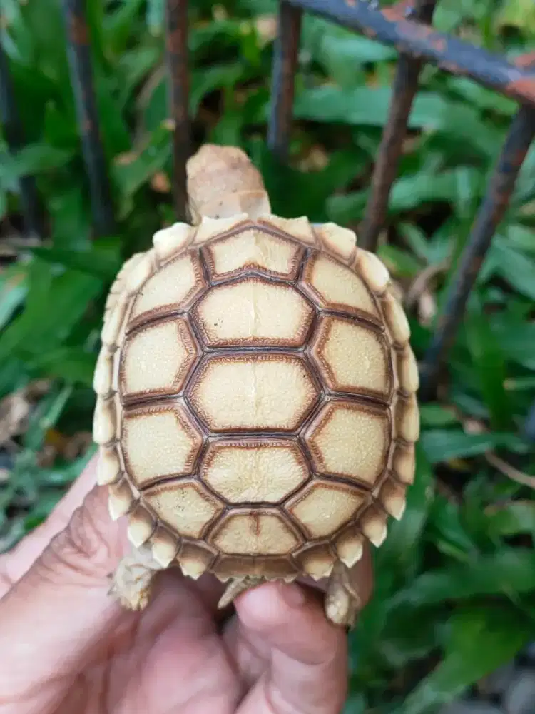 sulcata dotless cerah 5,5-6cm - mulus no minus