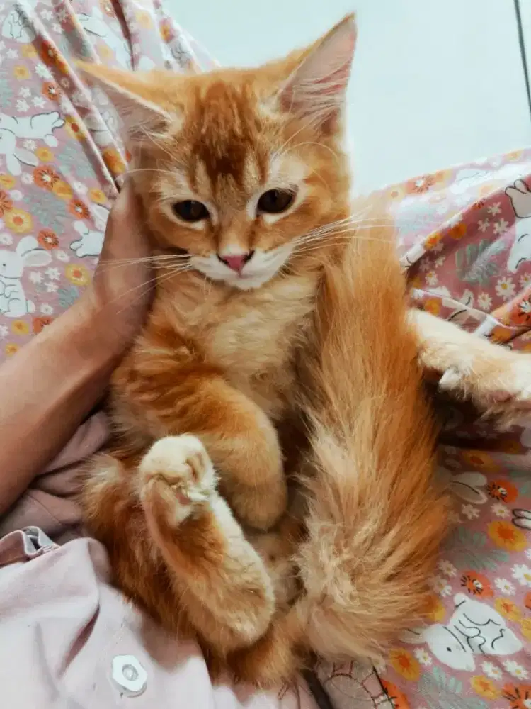 Jual Kucing Mix Scottish - Anggora