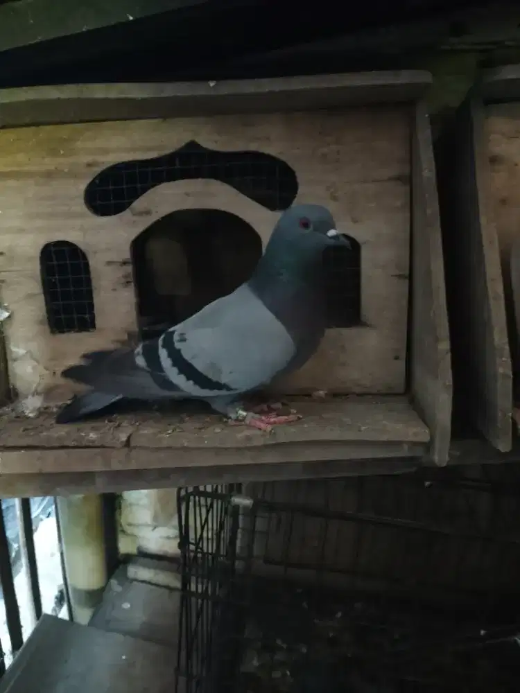 Merpati betina tinggian