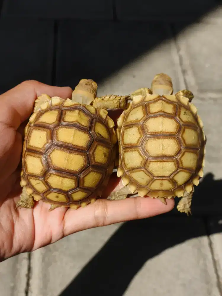 sulcata dotless cerah 5,5-6cm - mulus no minus