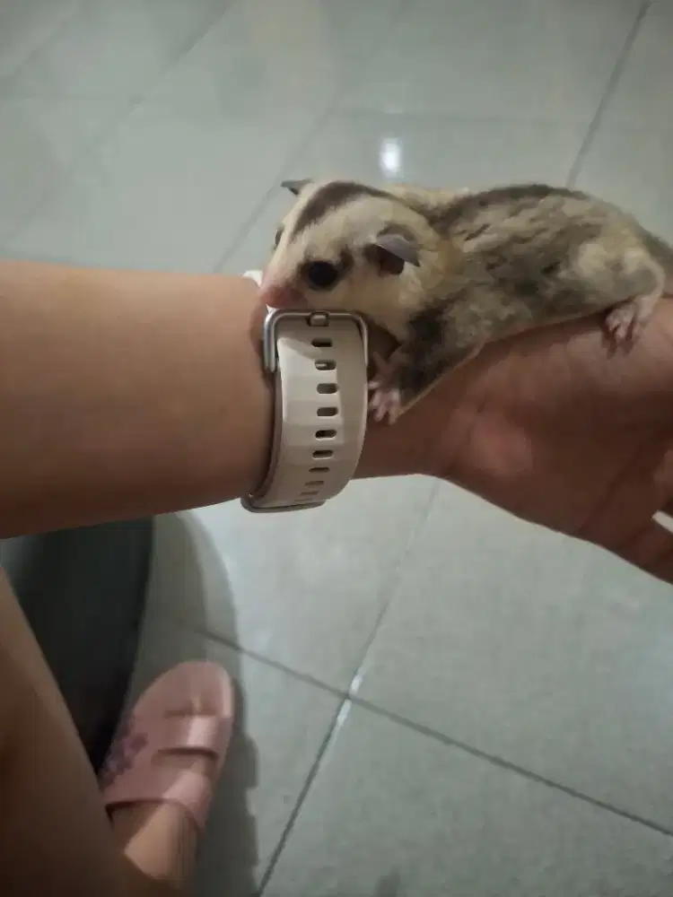 Sugar Glider White Face Betina