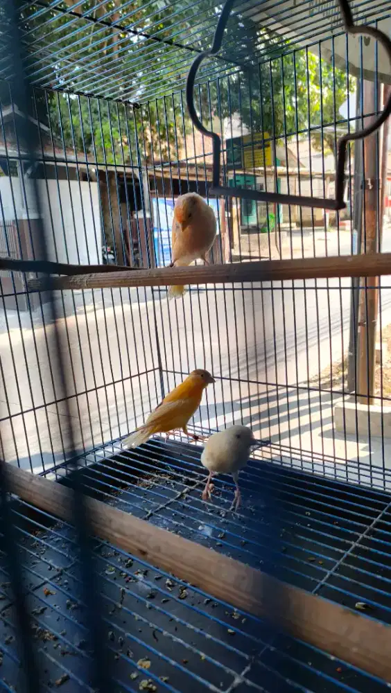 Kenari Paud Jantan Betina