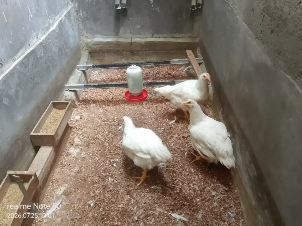 3 ekor Ayam 2 kg lebih