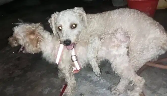 Semi hibah poodle white betina lg hamil