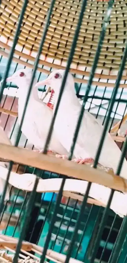Sepasang perkutut putih kapas mm