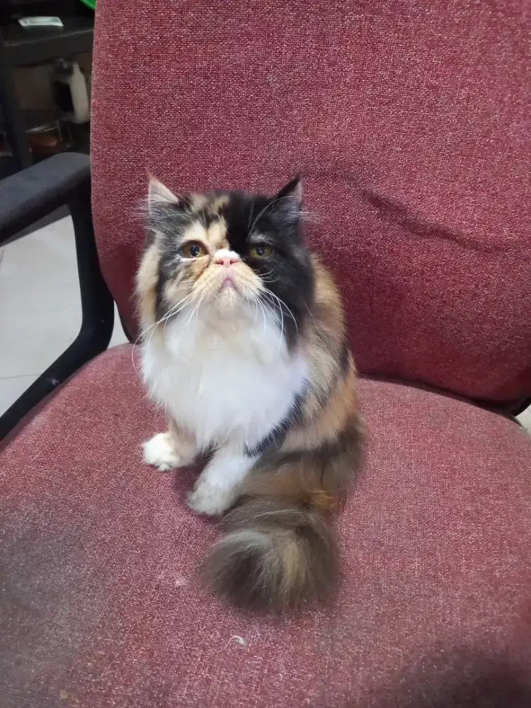 Kucing peaknose calico long hair,kaki pendek umur 5bulanan