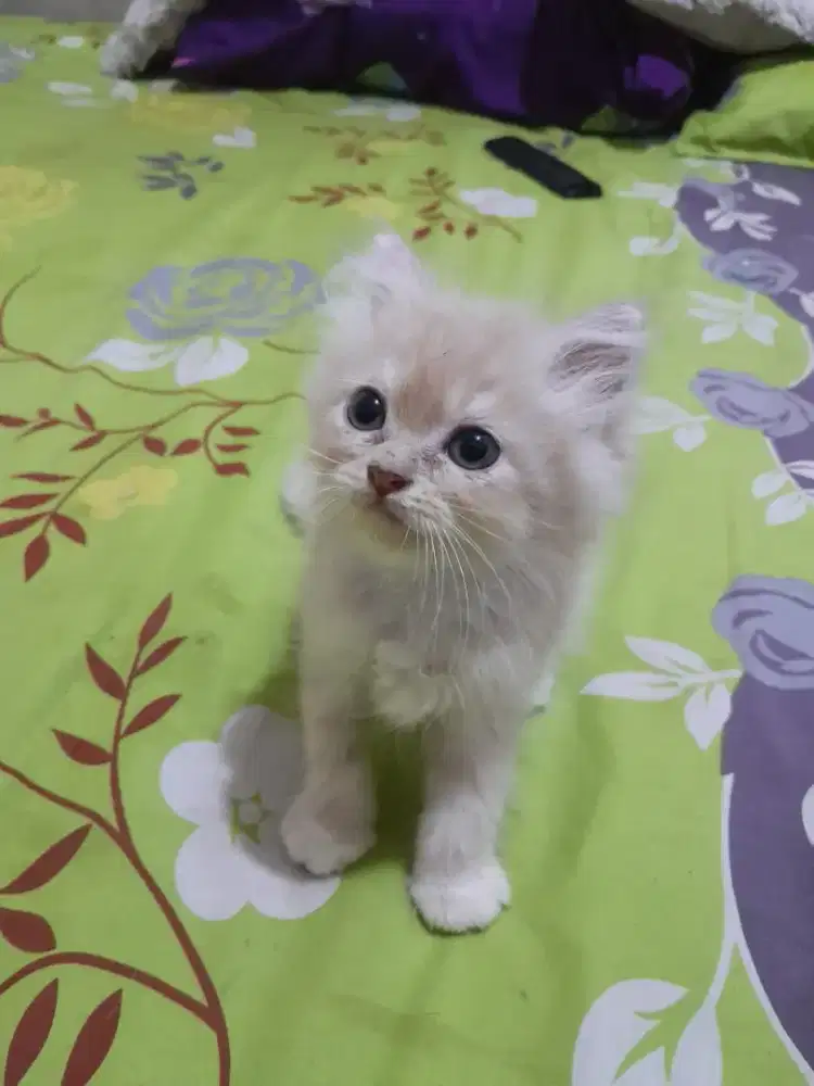 Kucing Persia 2.5 bulan