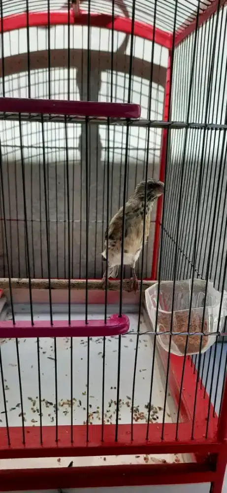 Anakan burung blackthroat jantan rajin setengah volume