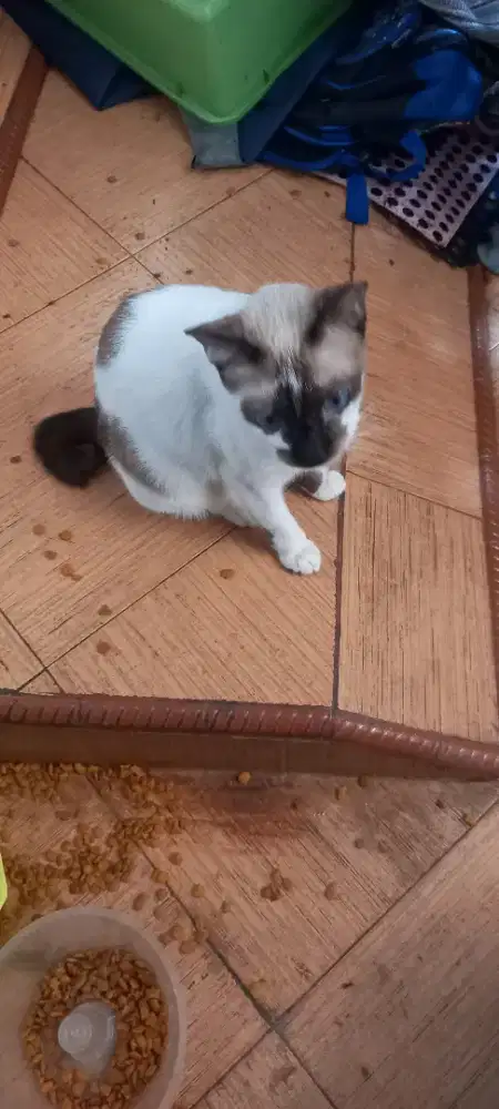 Kucing himalaya betina