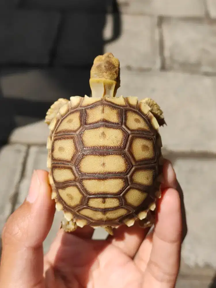 sulcata unik, 5,5-6cm makan rakus