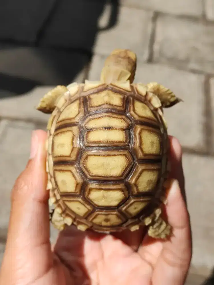 sulcata unik, 6,5cm makan rakus