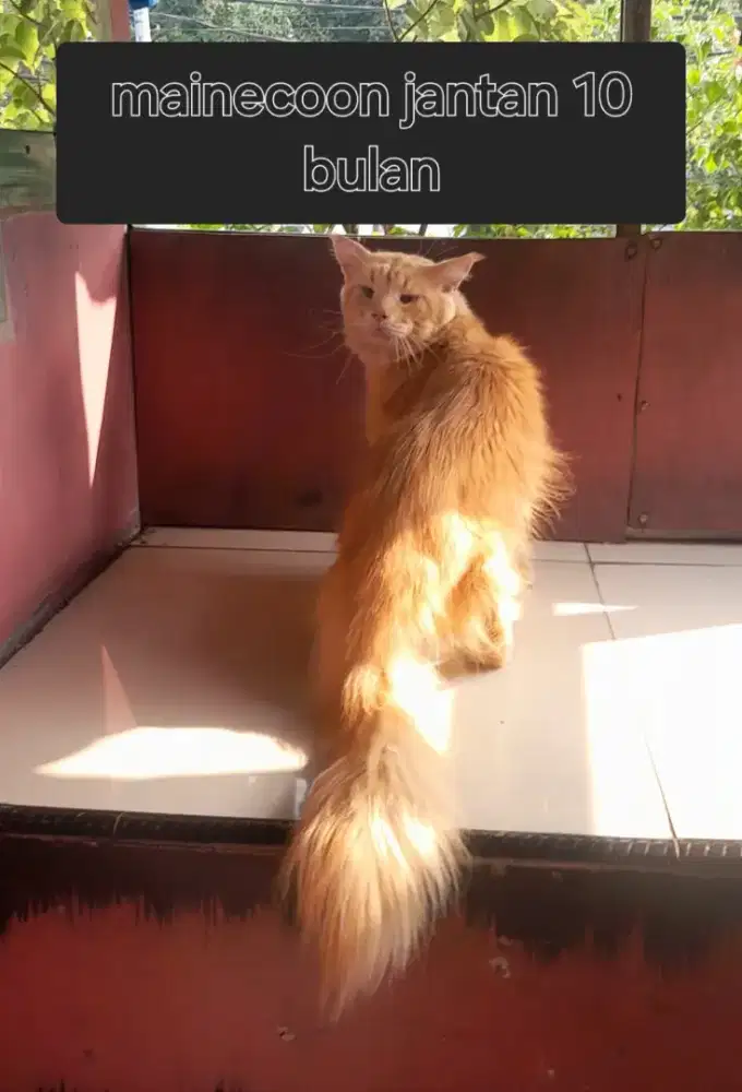 Kucing mainecoon jantan non ped