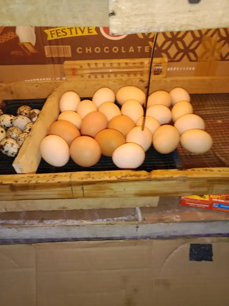 Telur tetas ayam kampung kub
