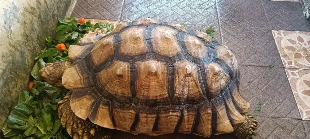Adop Kura Kura Sulcata