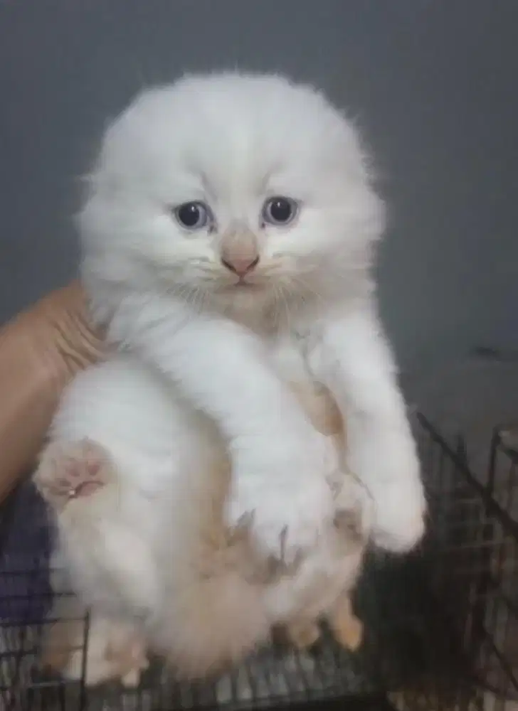 Kucing scotish fold