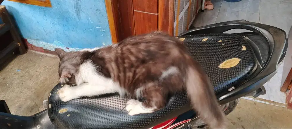 Kucing Persia medium