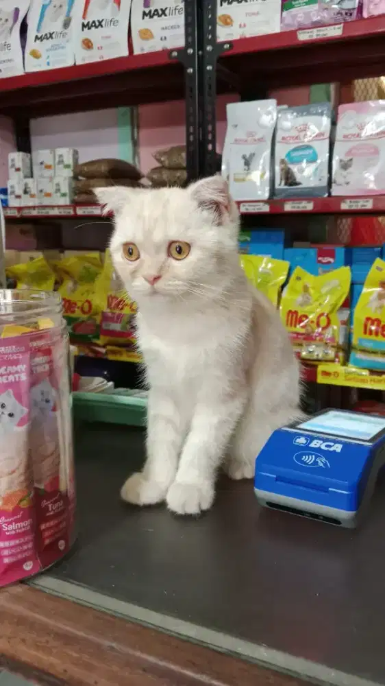 Kitten Scottish Fold Mix Persian Usia 4 Bulan