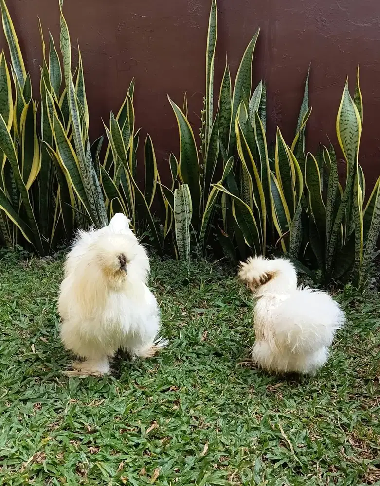 Ayam american silky