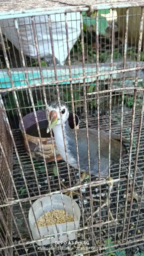 Burung srimbombok